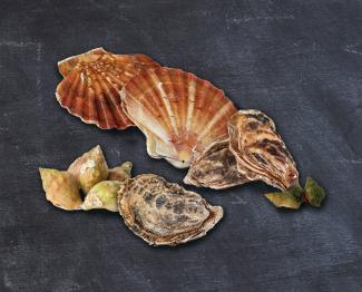 Collecte coquillages 2021