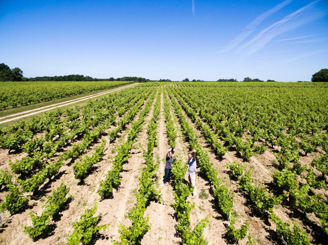 Vignes Chevalier