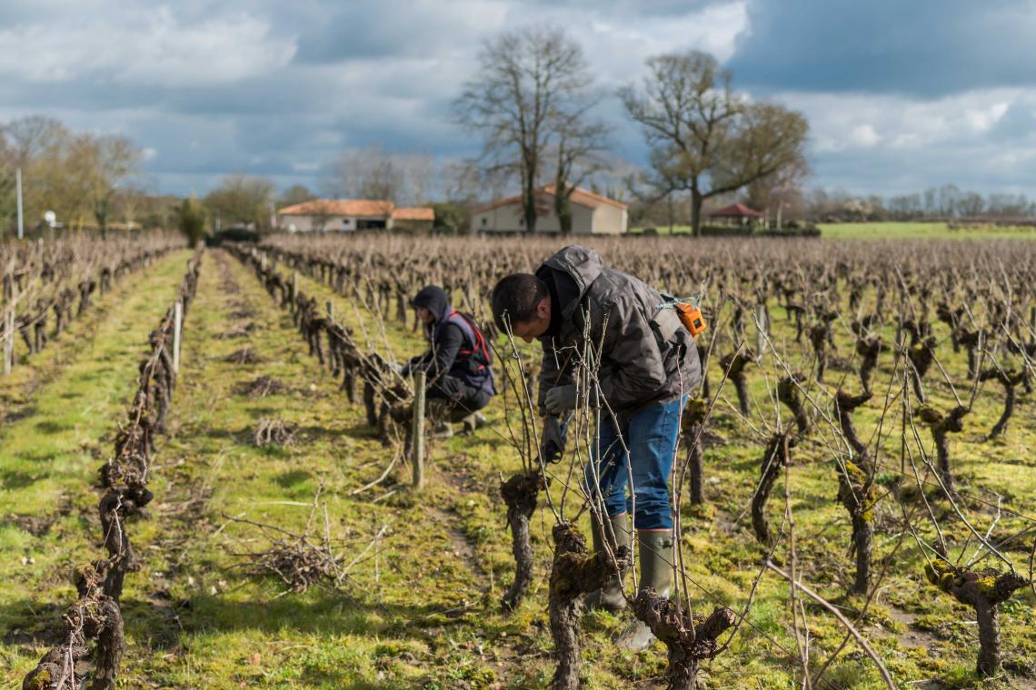 Vignes