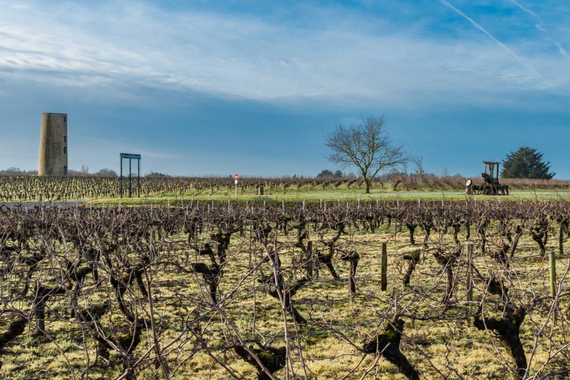 Vignes hiver