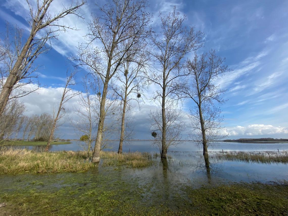 lac de grand lieu marais saint lumine de coutais balade nature hiver été oiseaux ornithologie