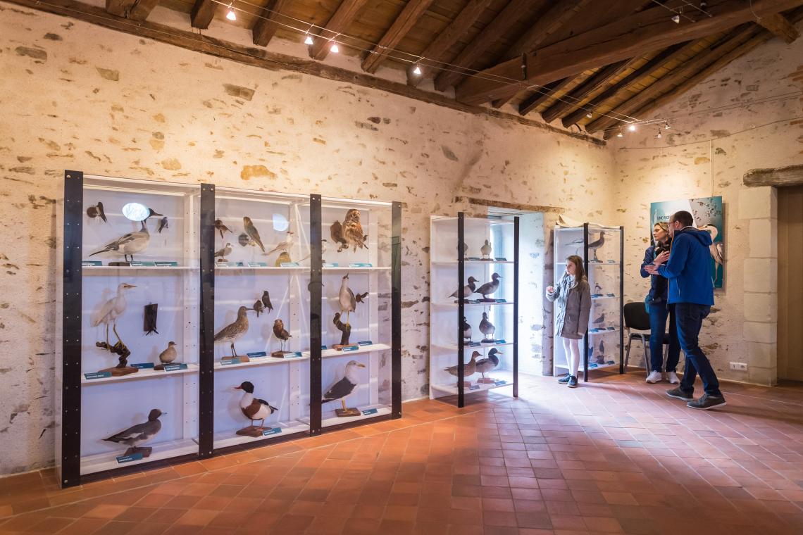 Helmut Warzecha collection oiseaux naturaliés grand lieu nantes saint philbert