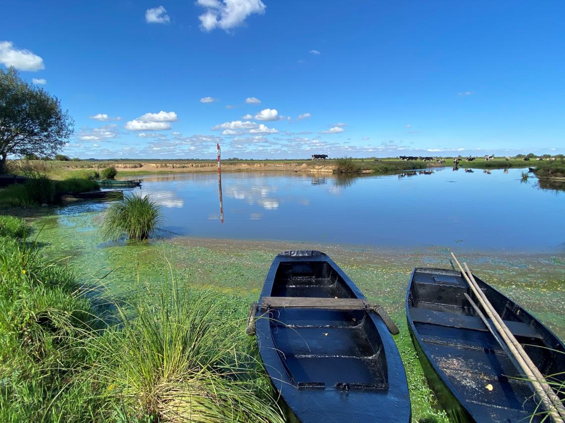 Saint lumine aout photo marais canal du grand port vache barque bucolique