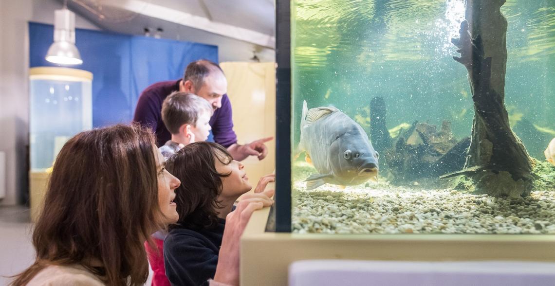 Maison des pecheurs : aquarium poisson eau douce