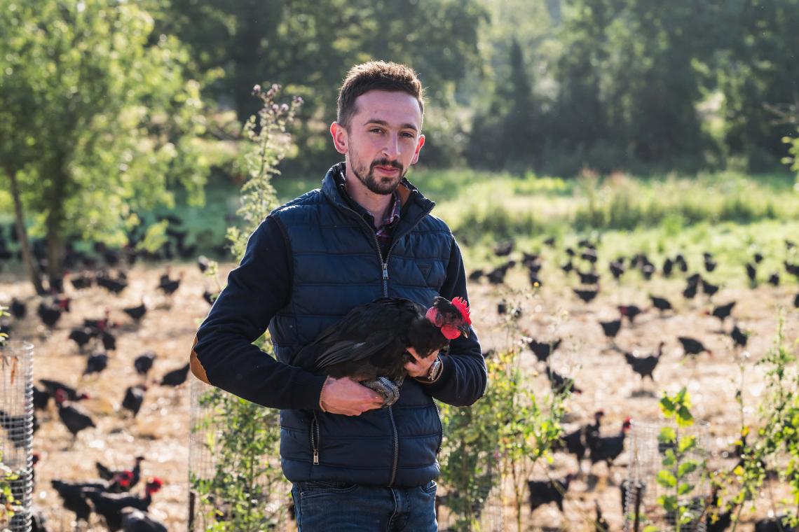 poule