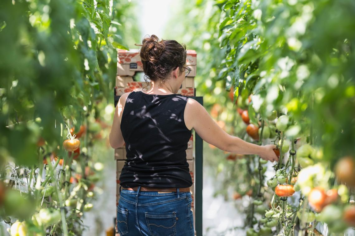 tomate femme serre