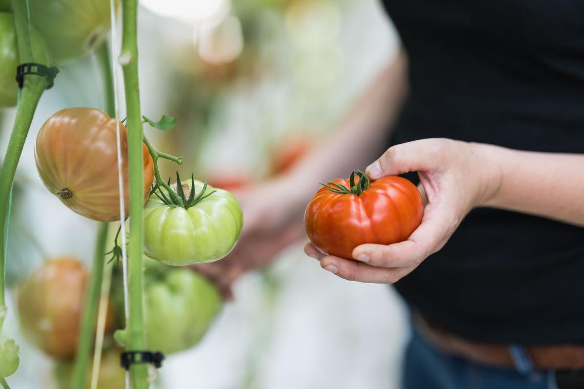tomate