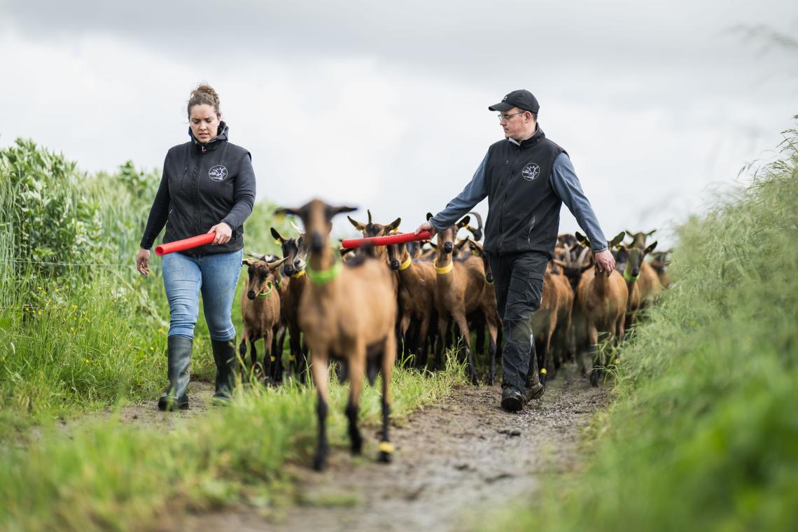 Deux agriculteurs marchent à côté de leurs chèvres